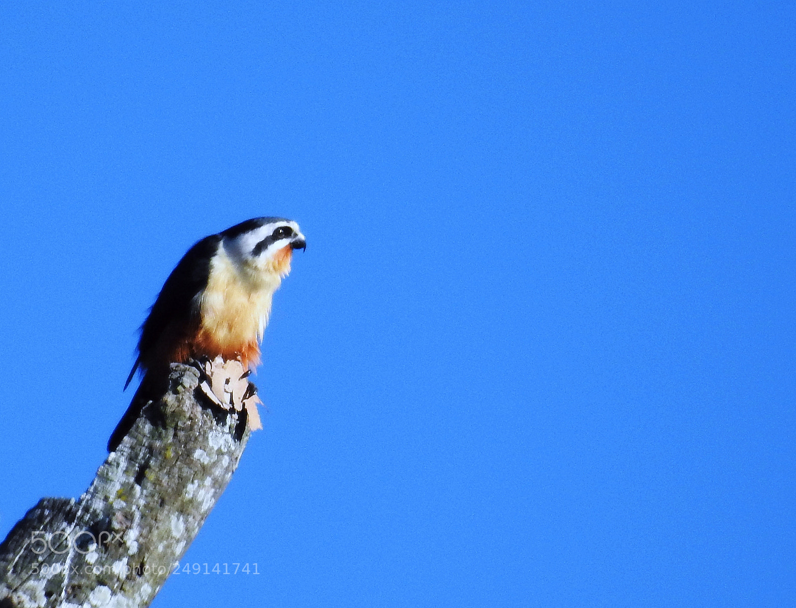Nikon Coolpix P900 sample photo. Smallest bird of prey photography