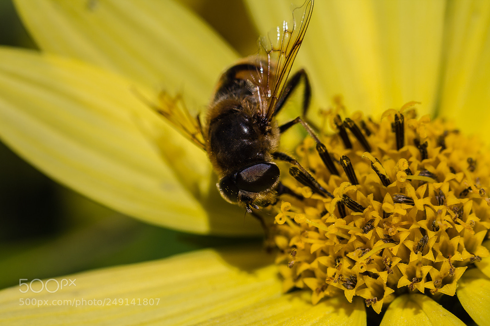 Canon EOS 60D sample photo. Honey bee photography