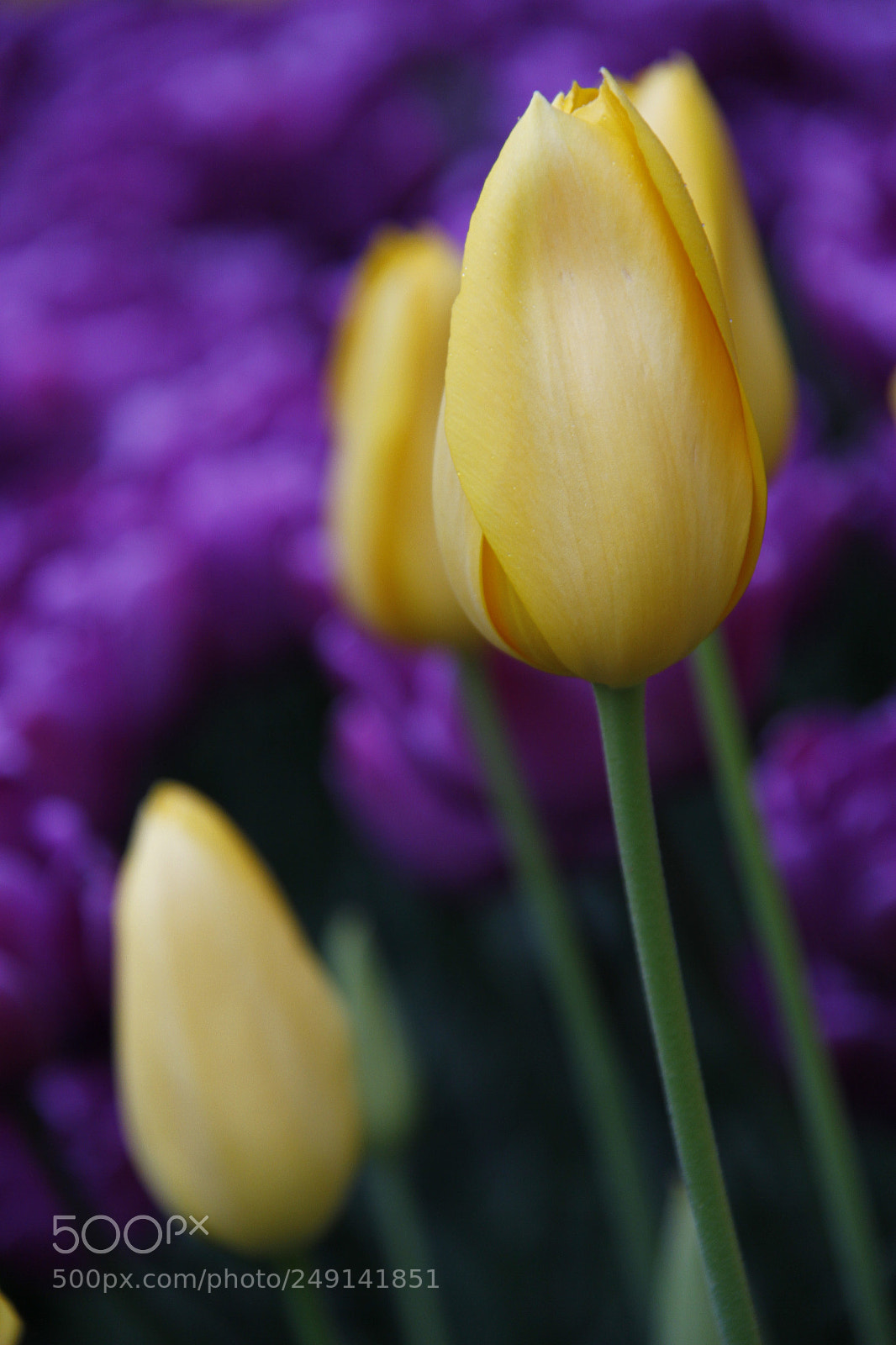 Canon EOS 7D sample photo. Big yellow ? photography