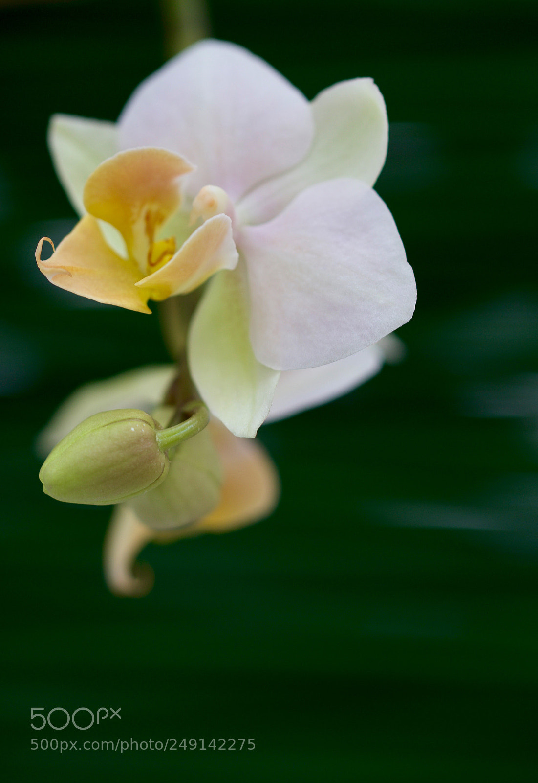 Nikon D500 sample photo. Untitled photography