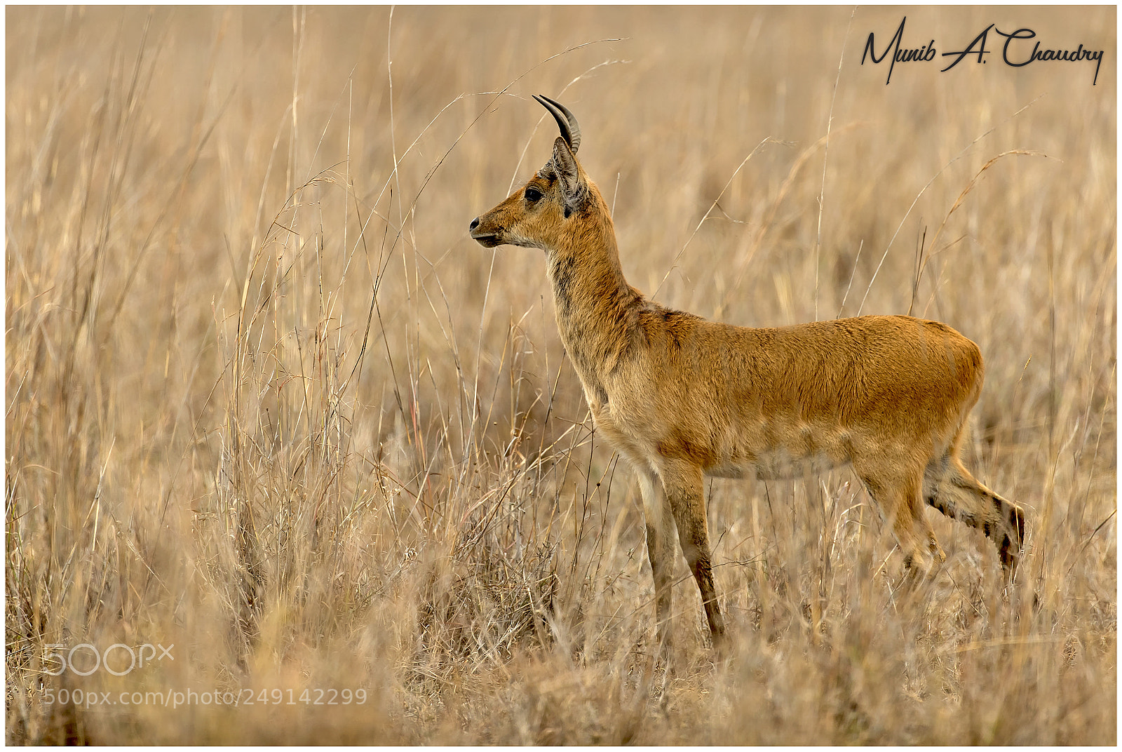 Canon EOS-1D X Mark II sample photo. A rare sighting! photography