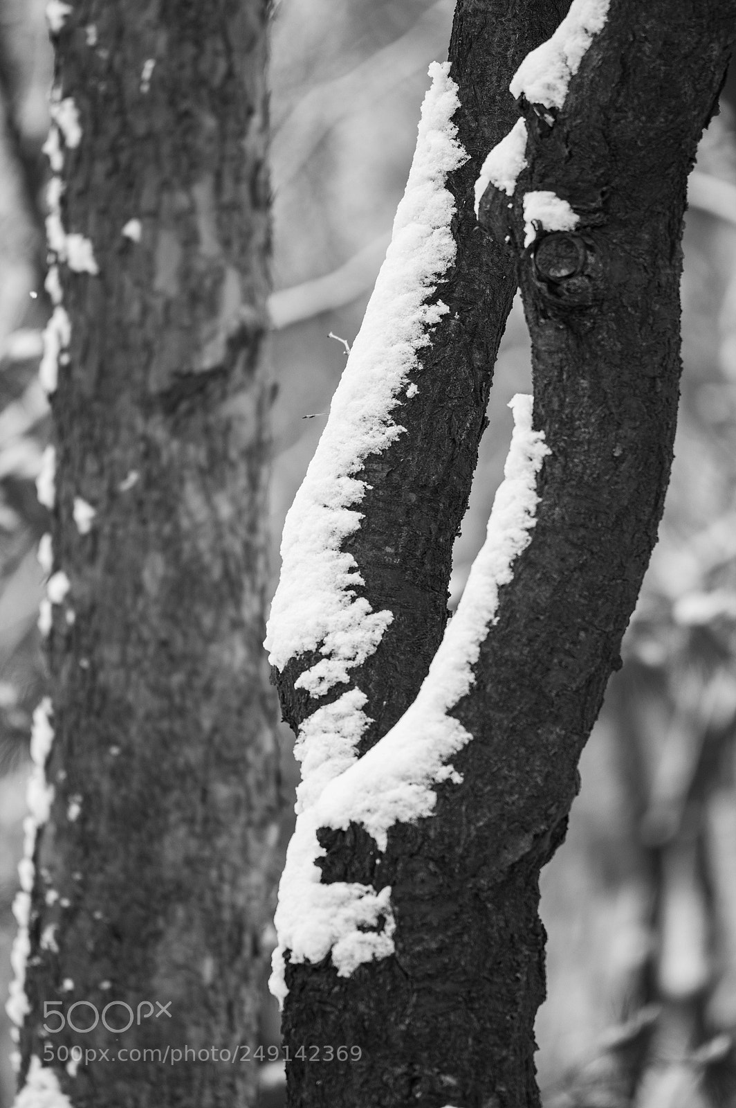 Pentax K-3 sample photo. Coexistence photography