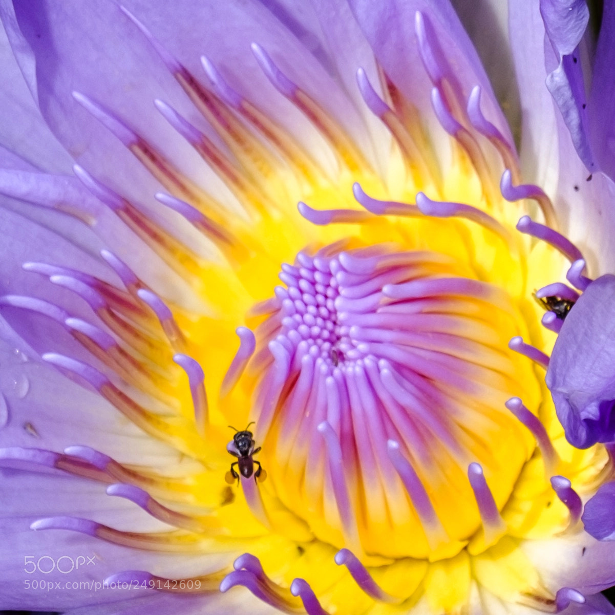 Fujifilm X-E3 sample photo. Waterlily and a visitor photography