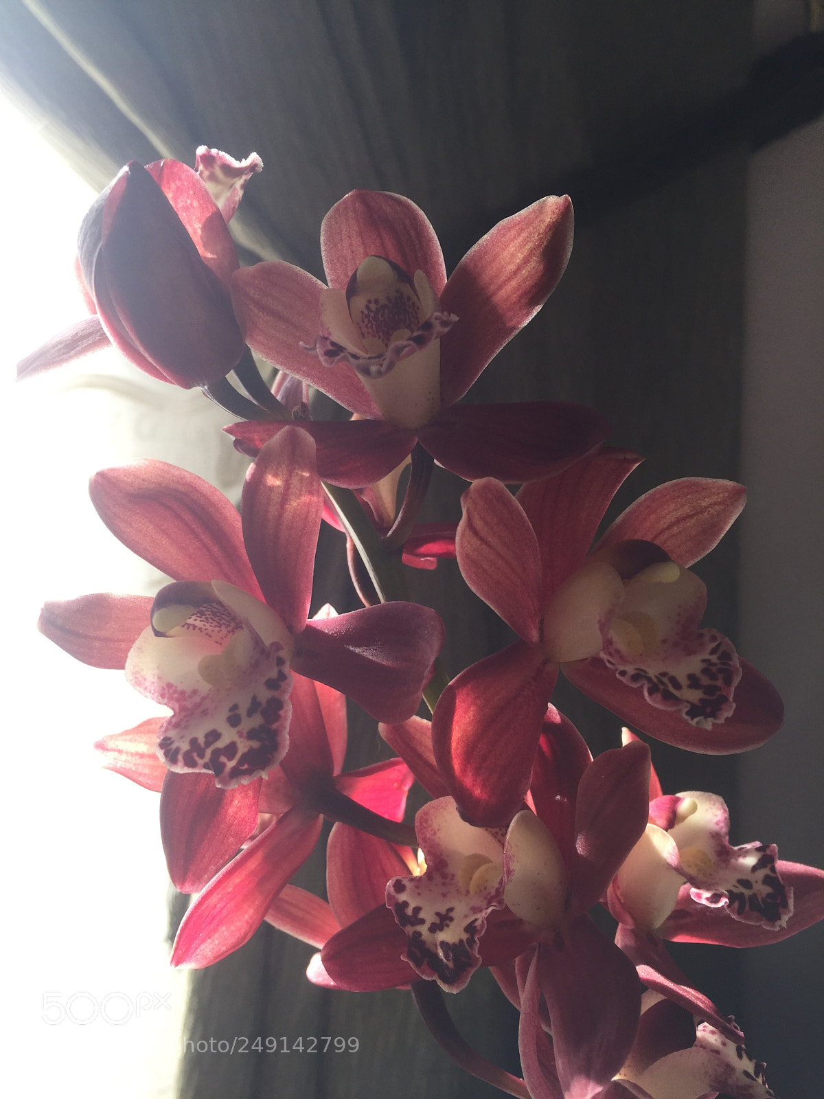 Apple iPhone 6 Plus sample photo. Untitled photography