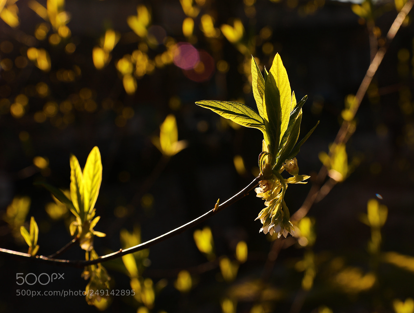 Canon EF 24-70mm F2.8L II USM sample photo. Spring photography