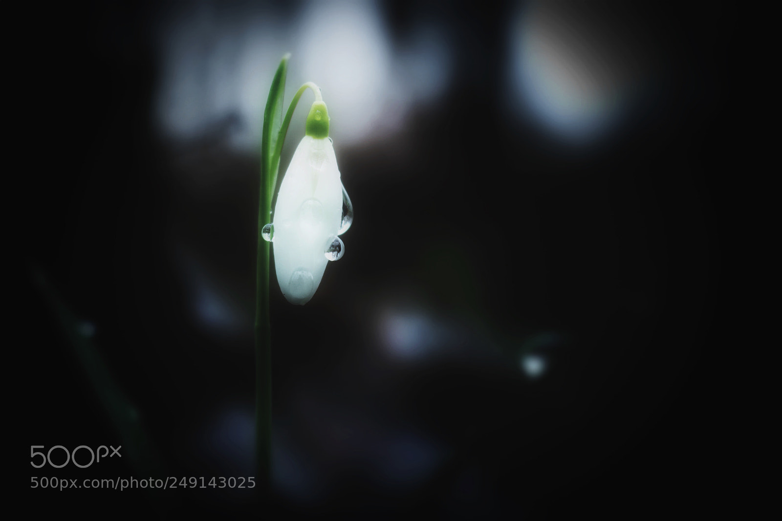 Canon EOS 760D (EOS Rebel T6s / EOS 8000D) sample photo. Snowdrop photography