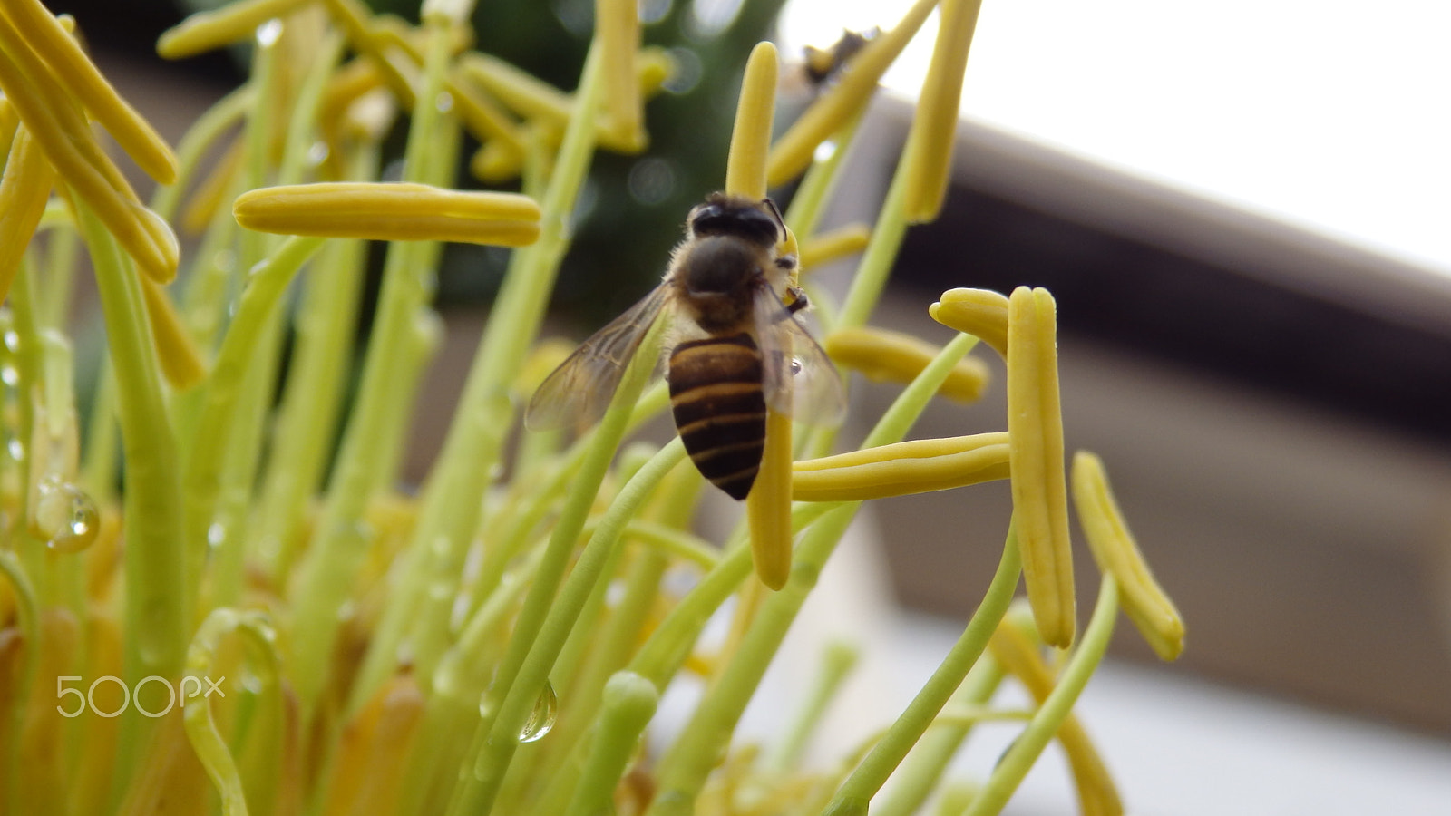 Olympus SZ-16,DZ-105 sample photo. I'm having the nectar photography