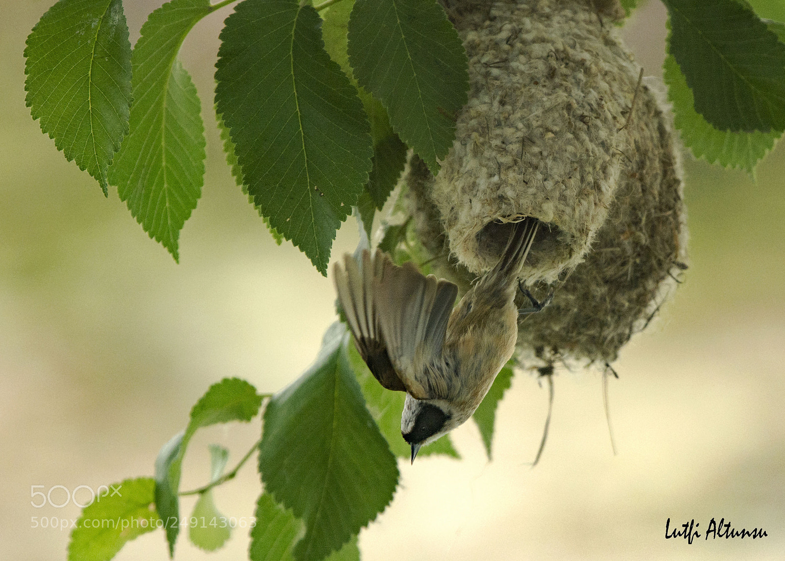 Nikon D7100 sample photo. Eurasian penduline tit ulhaku photography
