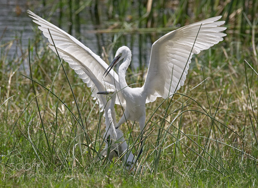 Nikon D90 sample photo. Egretta garzetta photography