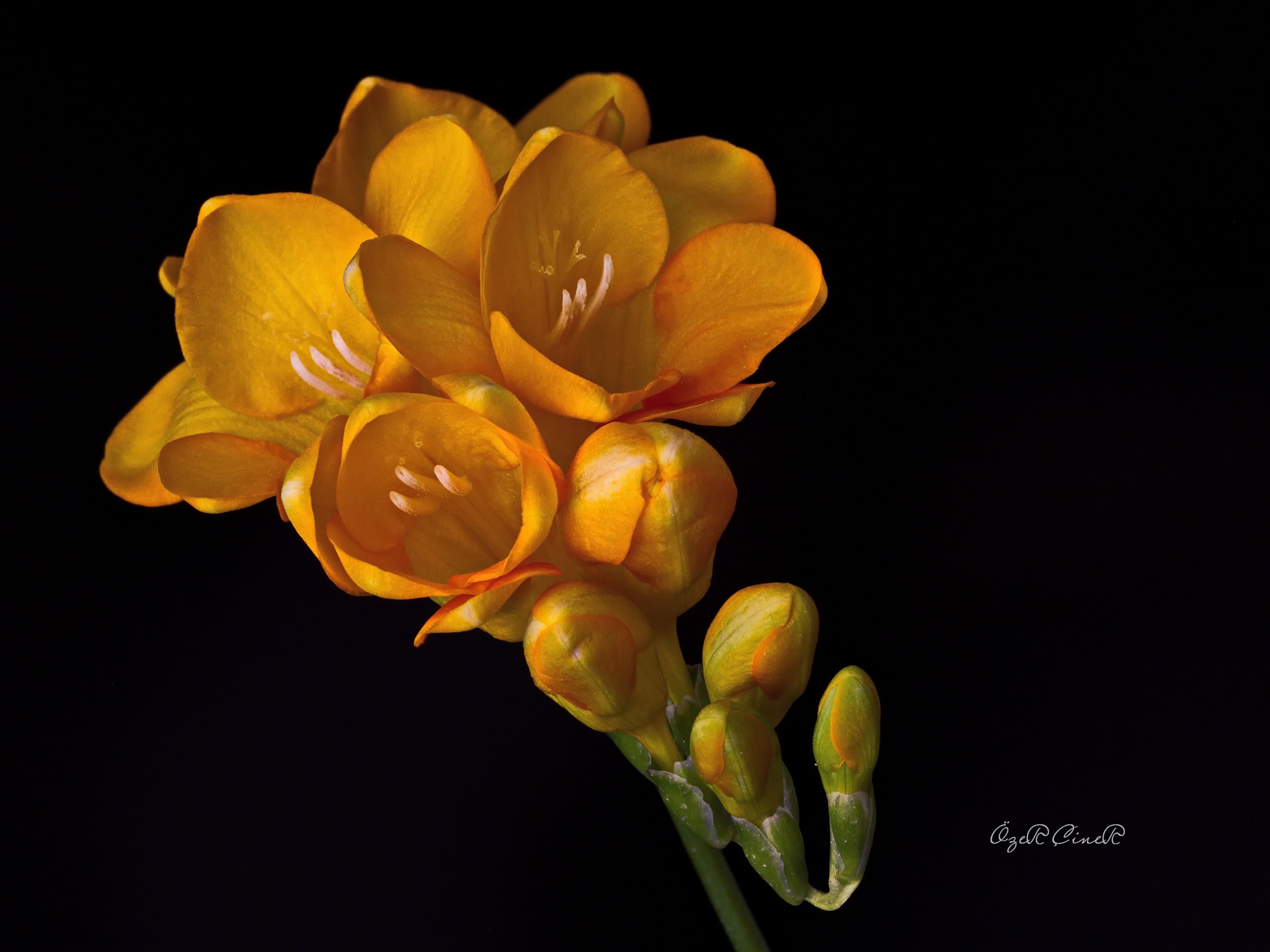 Canon EOS 7D + Canon EF 100mm F2.8L Macro IS USM sample photo. Freesia flower photography