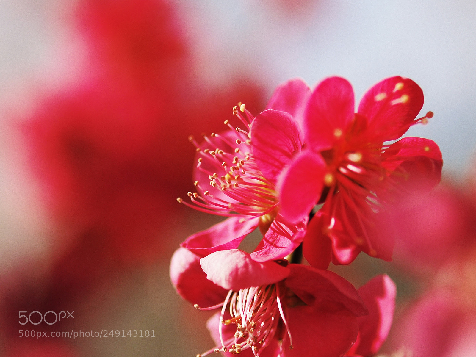 Olympus OM-D E-M10 II sample photo. Passionate red photography