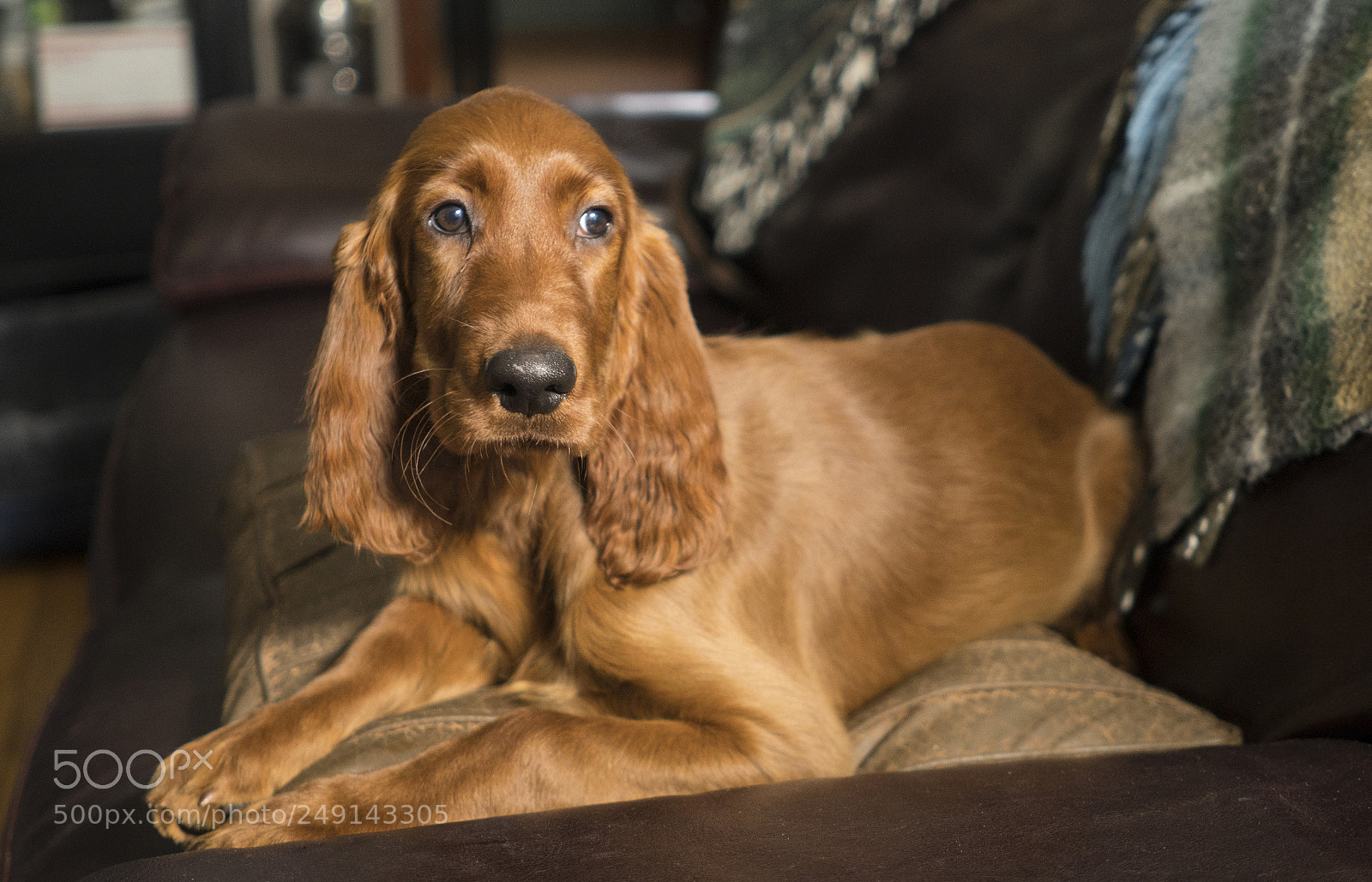 Sony a6300 sample photo. Young canine irish setter photography
