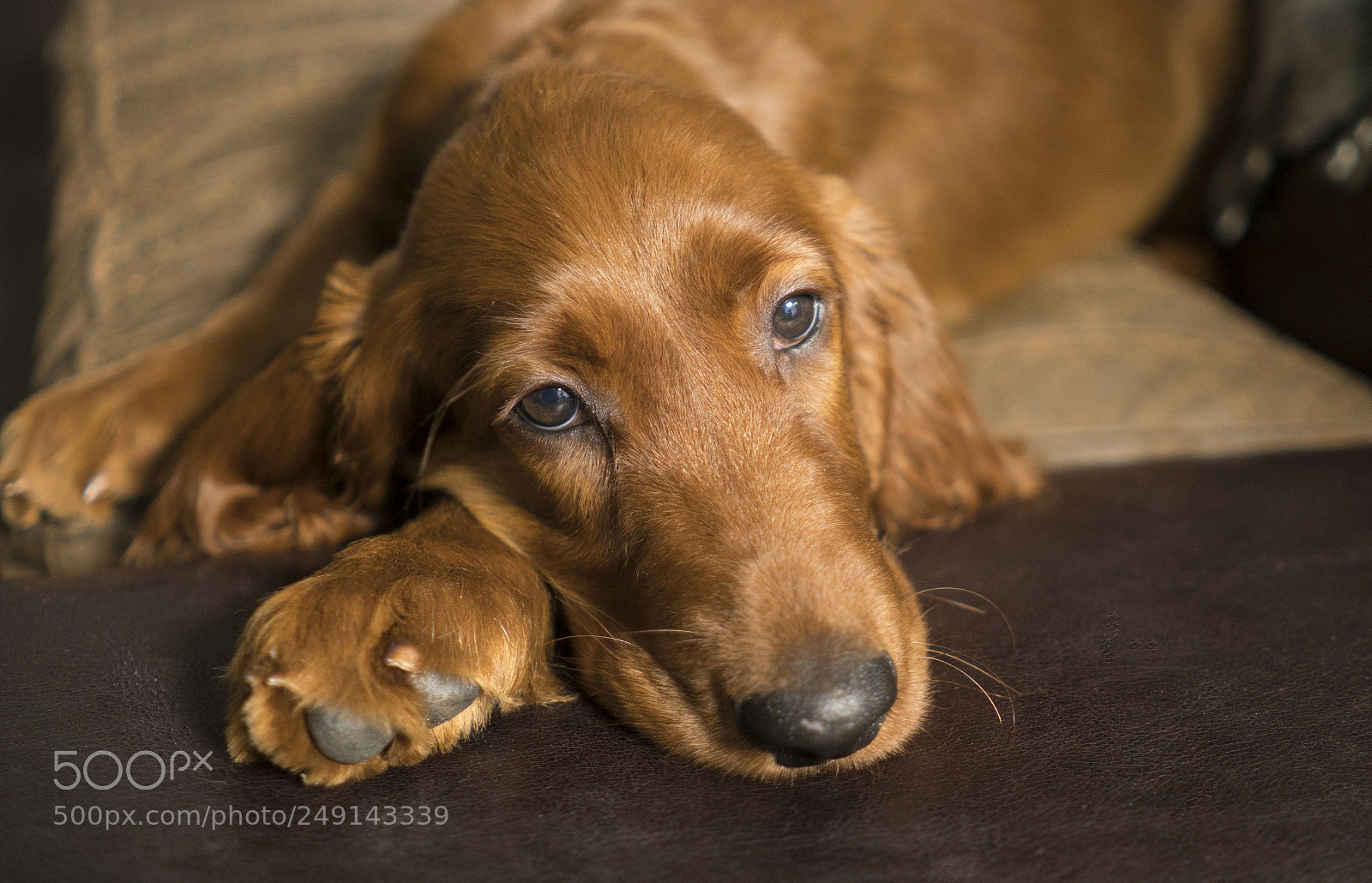 Sony a6300 sample photo. Young canine irish setter photography