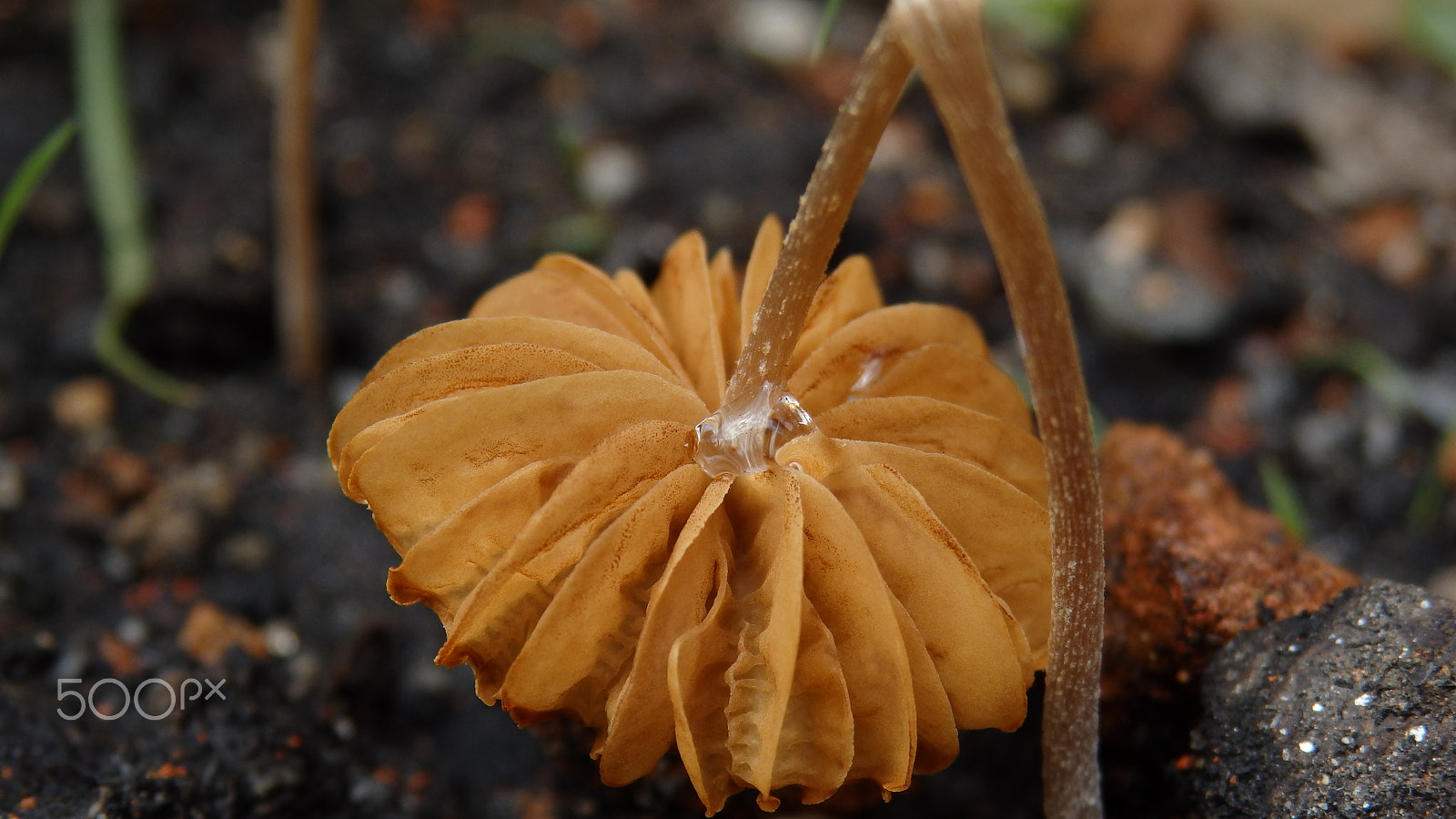 Olympus SZ-16,DZ-105 sample photo. The dead flower photography