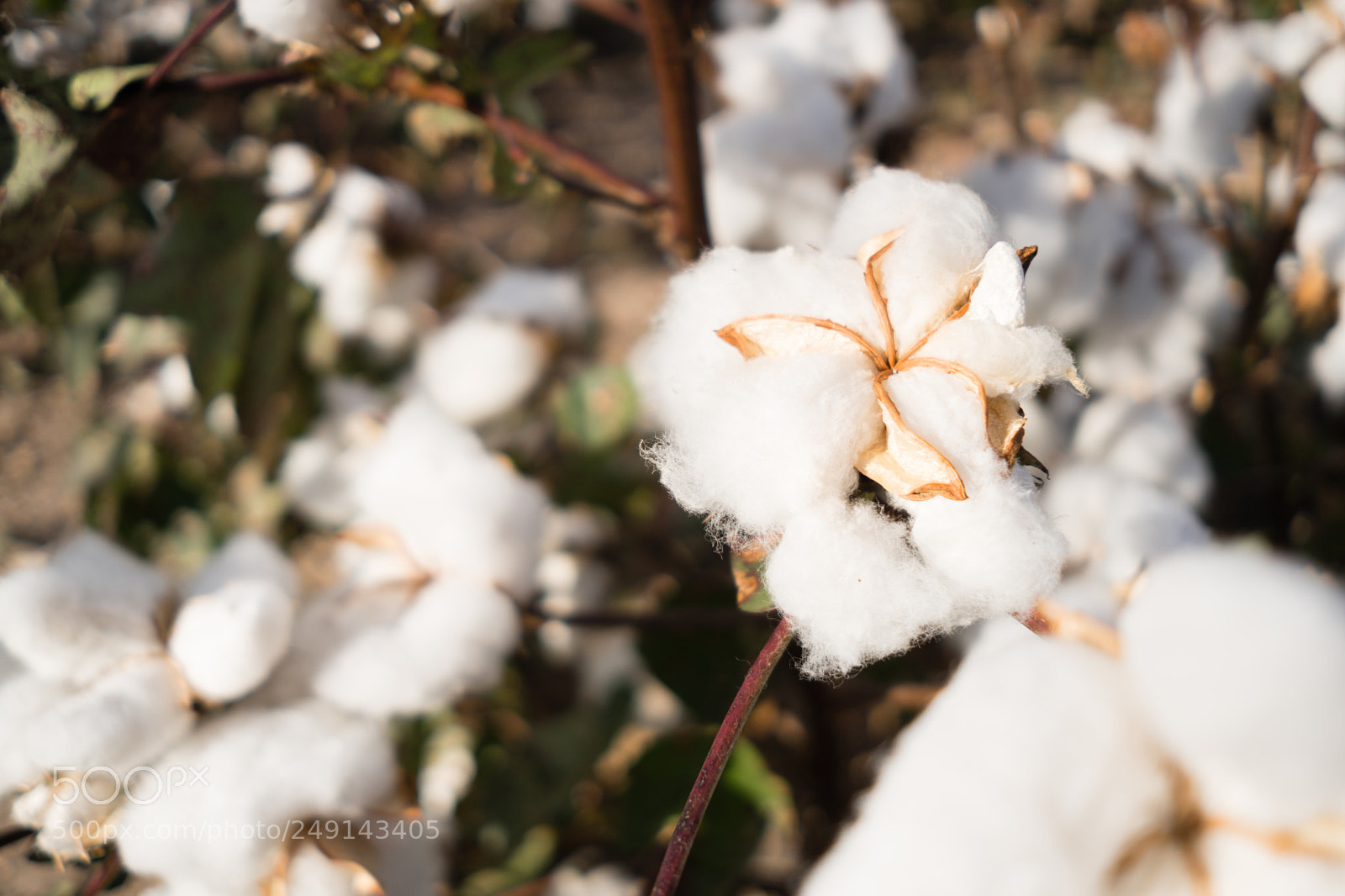 Sony a6300 sample photo. Open cotton boll farm photography