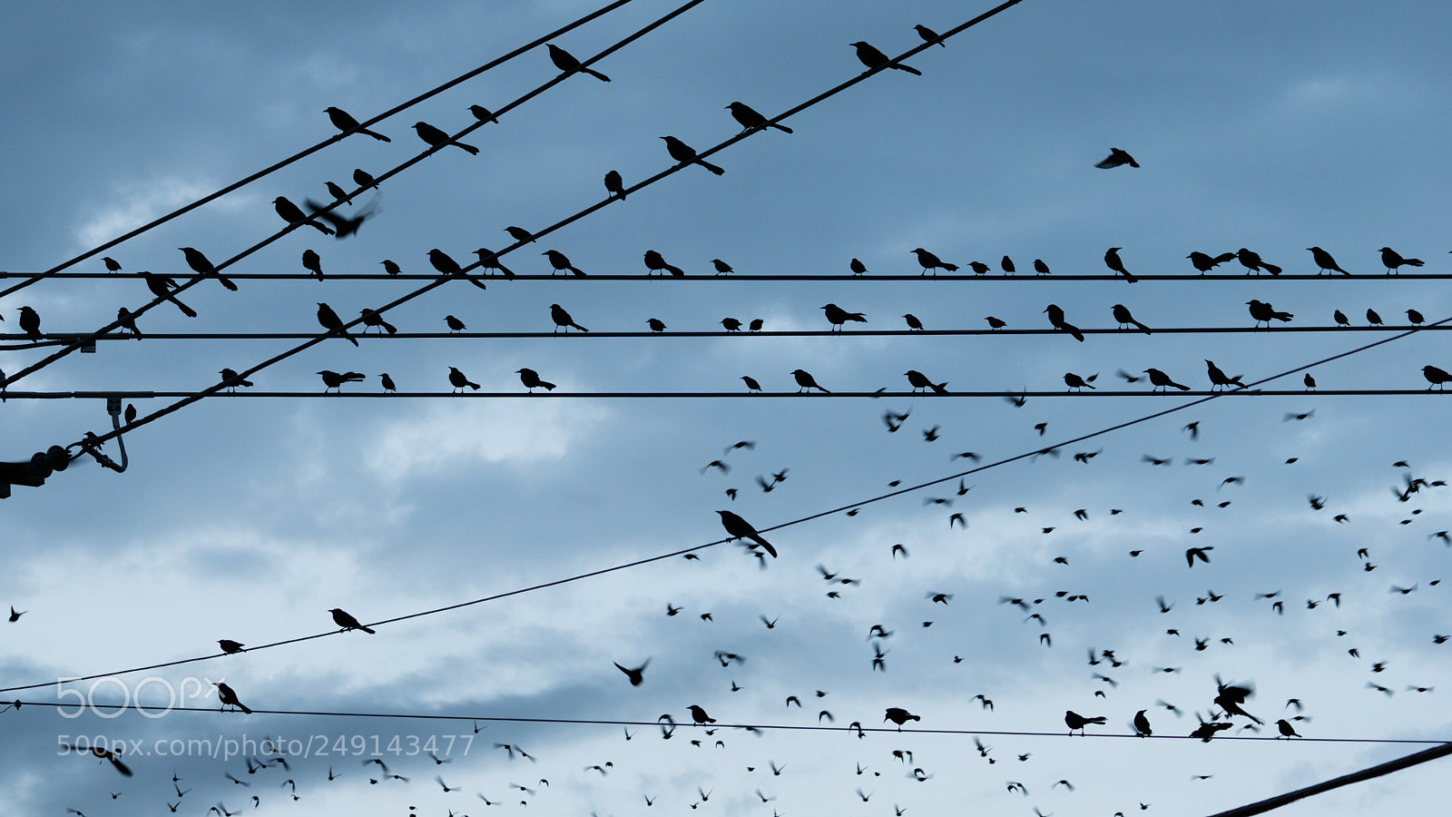Sony a6300 sample photo. Large flock birds on photography