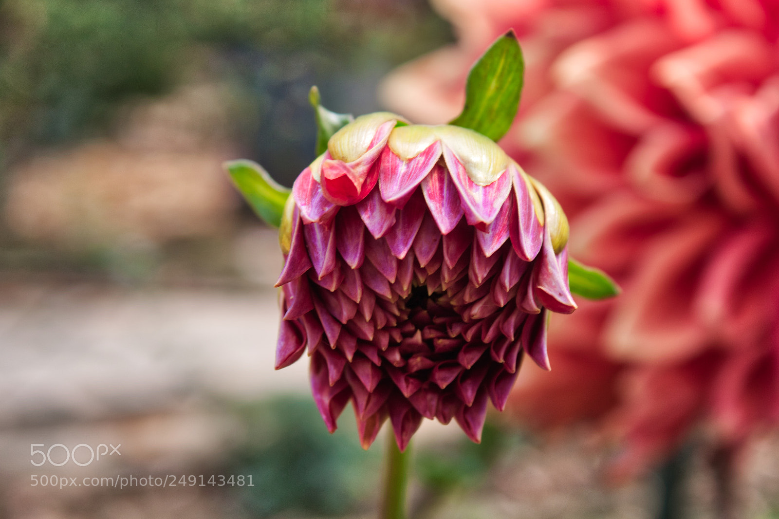 Canon EOS 500D (EOS Rebel T1i / EOS Kiss X3) sample photo. Depth of field flower photography