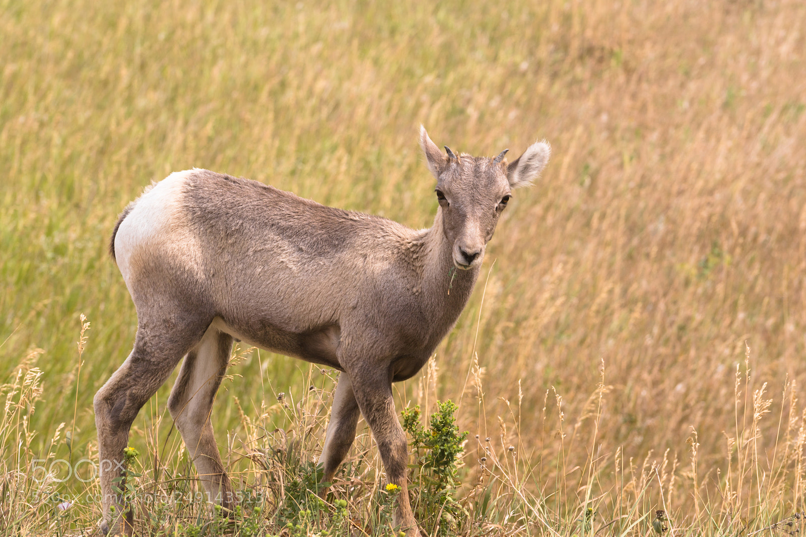 Sony a7 sample photo. Wild animal high desert photography