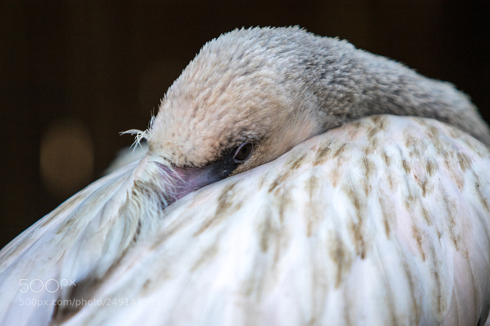 Canon EOS 7D Mark II sample photo. Ga photography