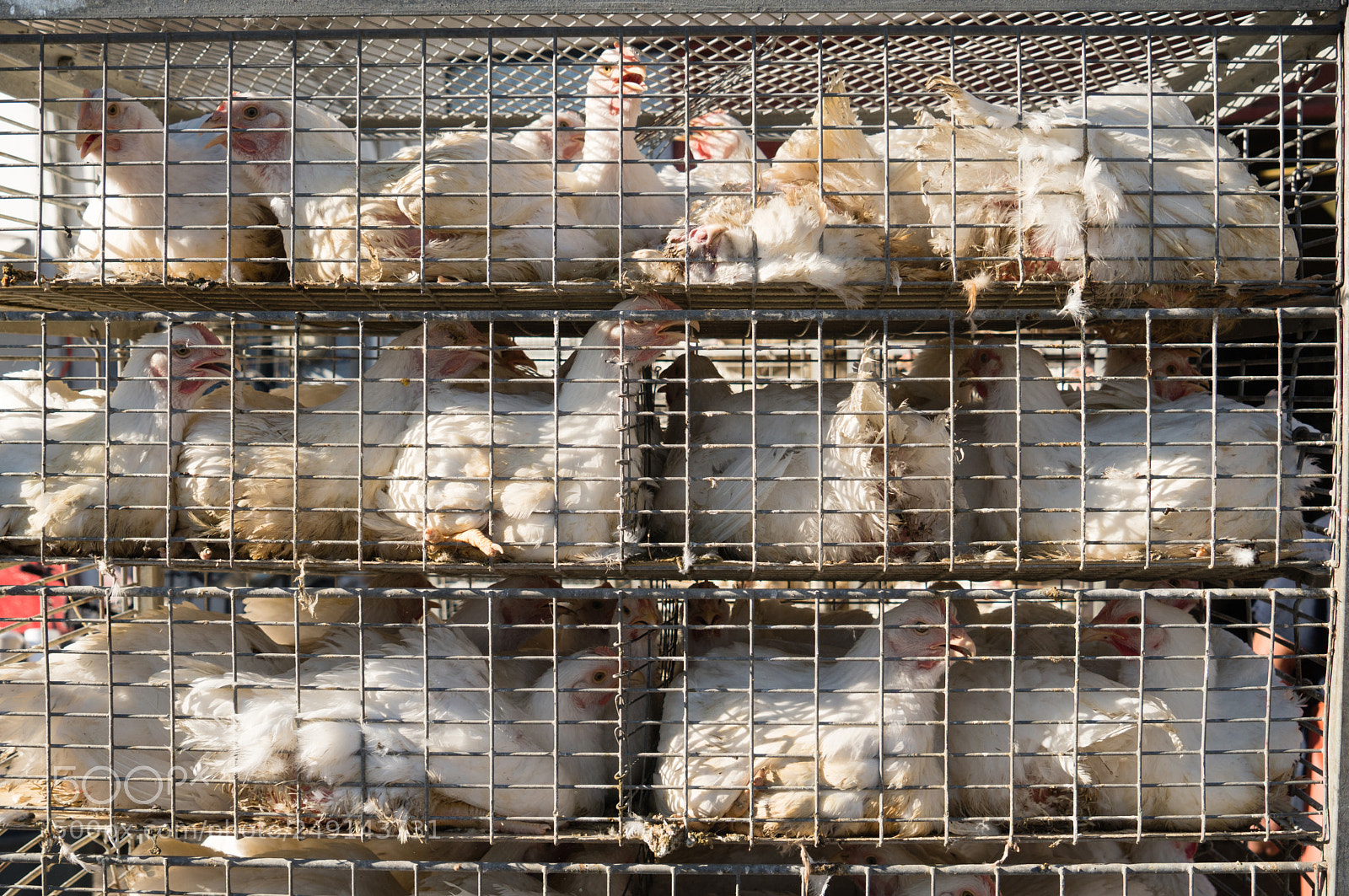 Sony a6300 sample photo. Chickens in cage heading photography