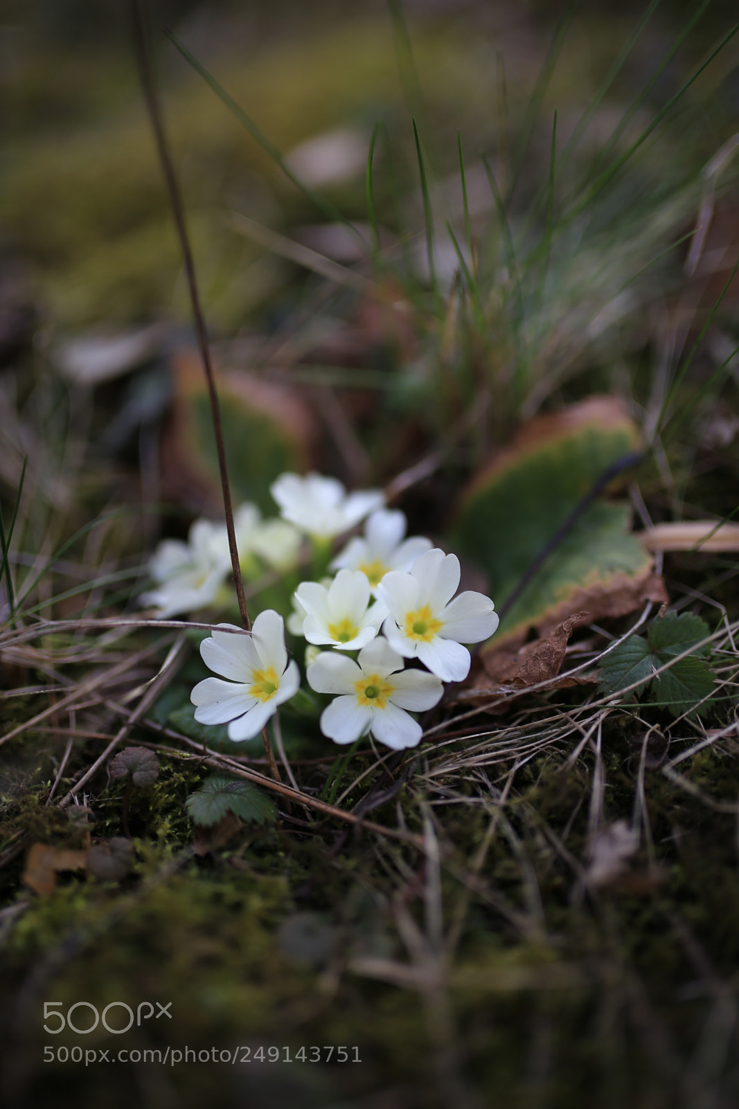 Sigma 35mm F1.4 DG HSM Art sample photo. Spring photography