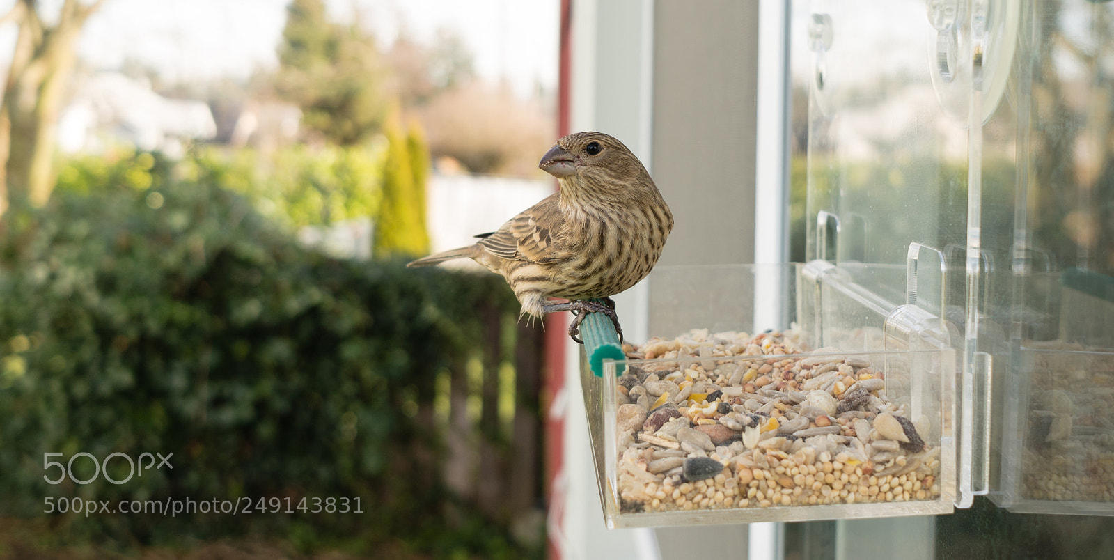 Sony a6300 sample photo. Wild bird lands window photography