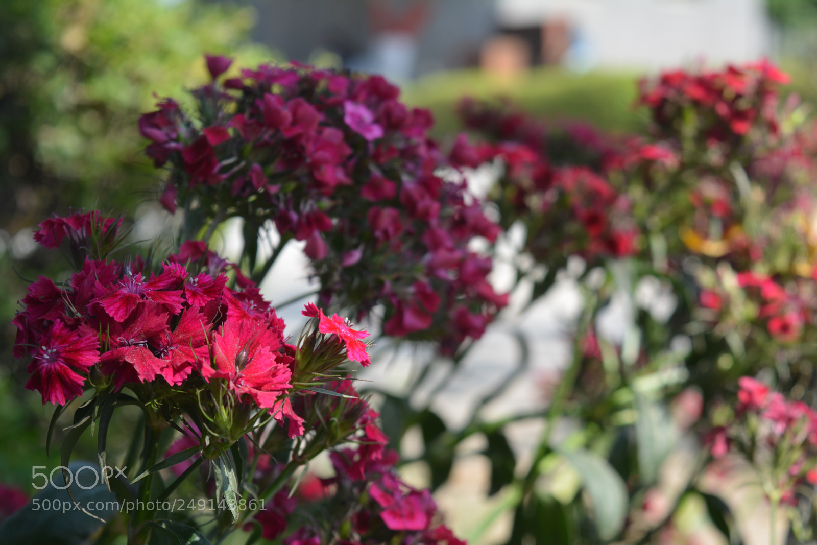 Nikon D5200 sample photo. Dsc photography