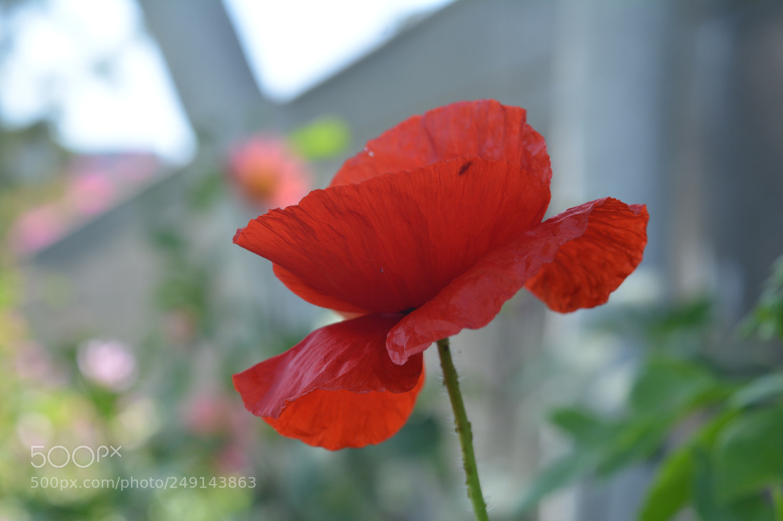 Nikon D5200 sample photo. Dsc photography