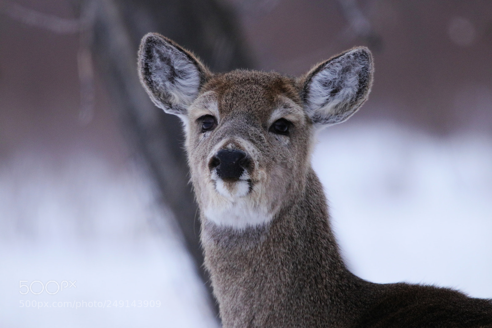 Canon EOS 80D sample photo. Inquisitive yearling photography