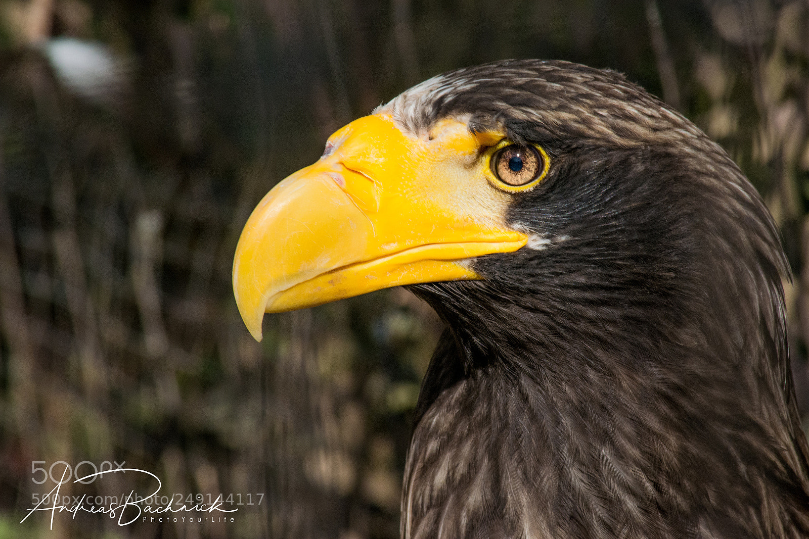 Nikon D5200 sample photo. Brown eagle photography