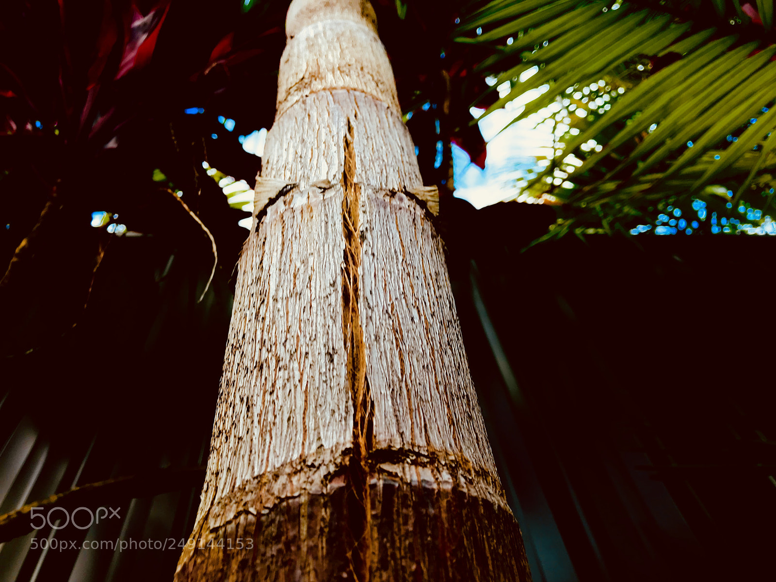 Apple iPhone 7 sample photo. ?tree? photography