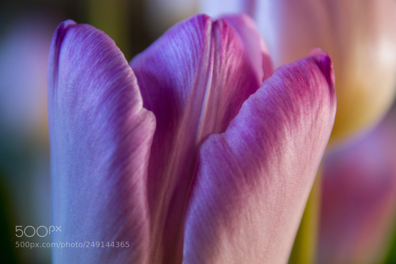 Nikon D3100 sample photo. Tulip photography