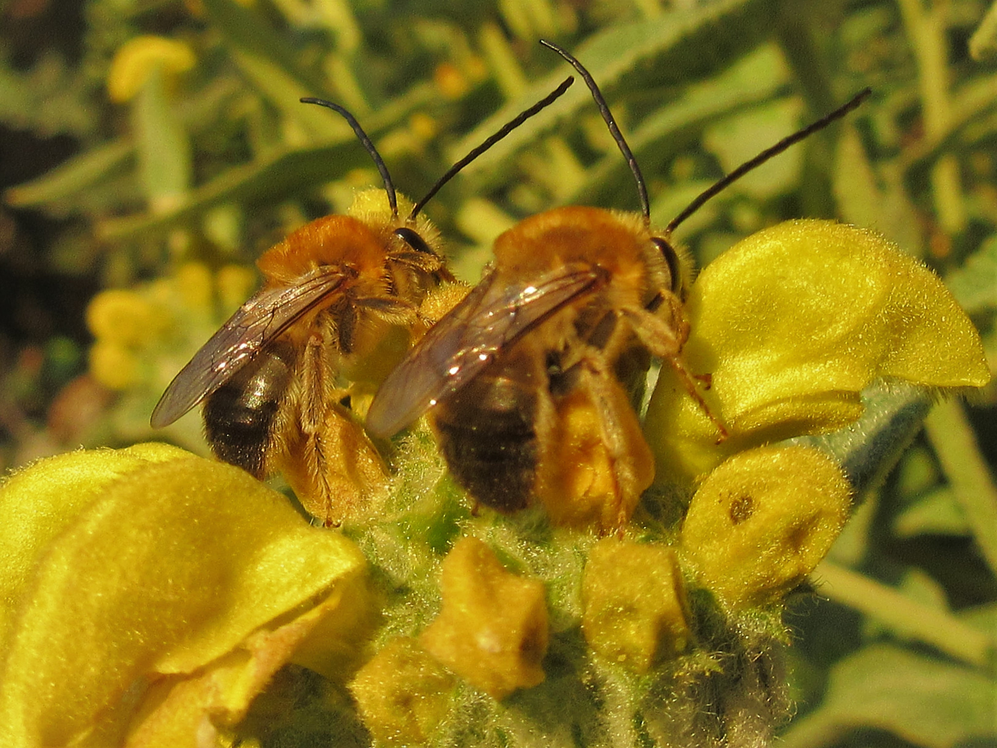 Canon PowerShot SX600 HS sample photo. Sleeping beauty(bees) photography