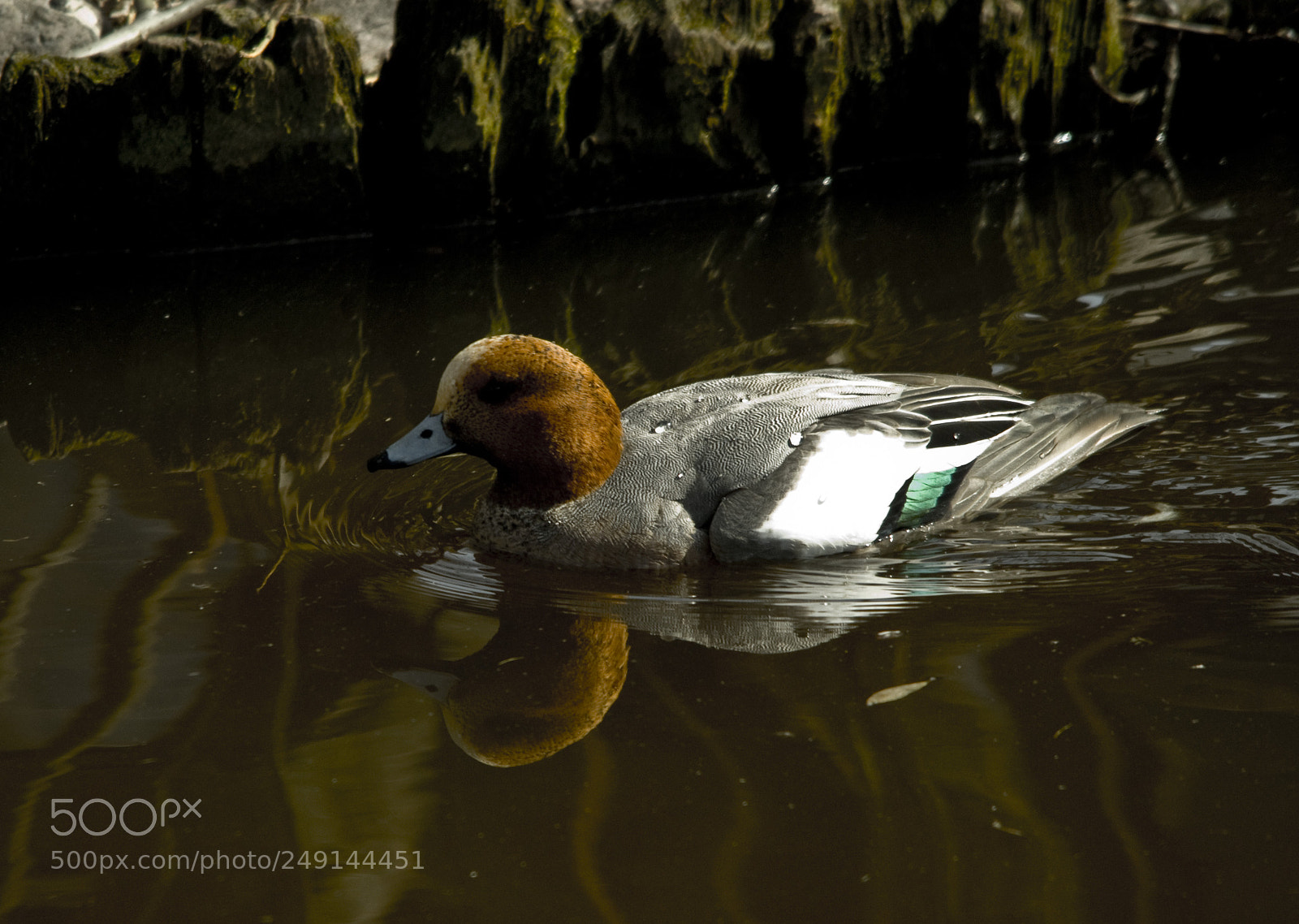 Nikon D200 sample photo. A male wigeon in photography