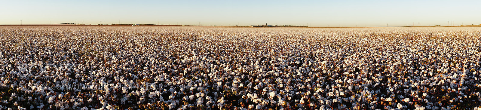 Sony a6300 sample photo. Cotton plants appear in photography
