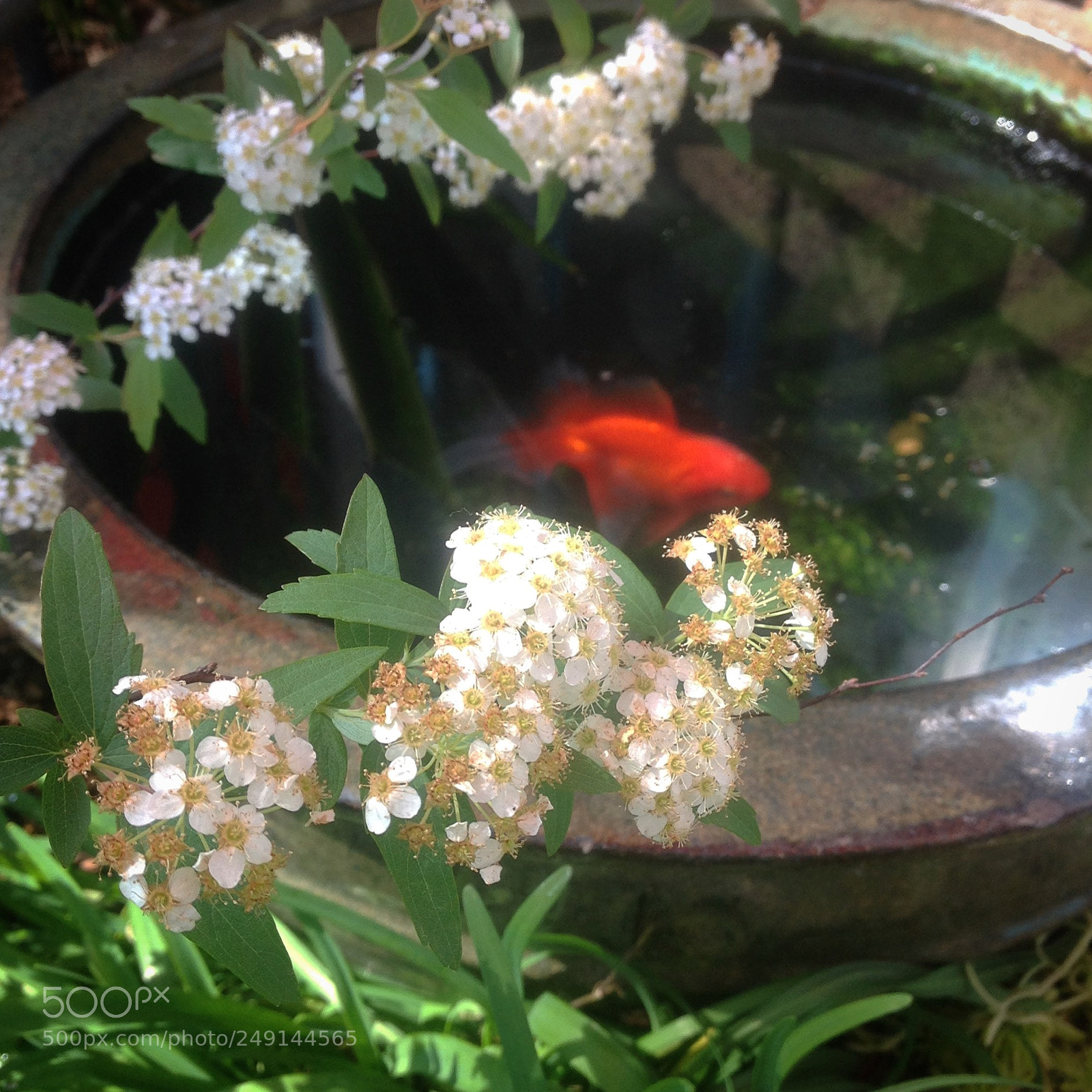 Apple iPad sample photo. Poisson d or et photography