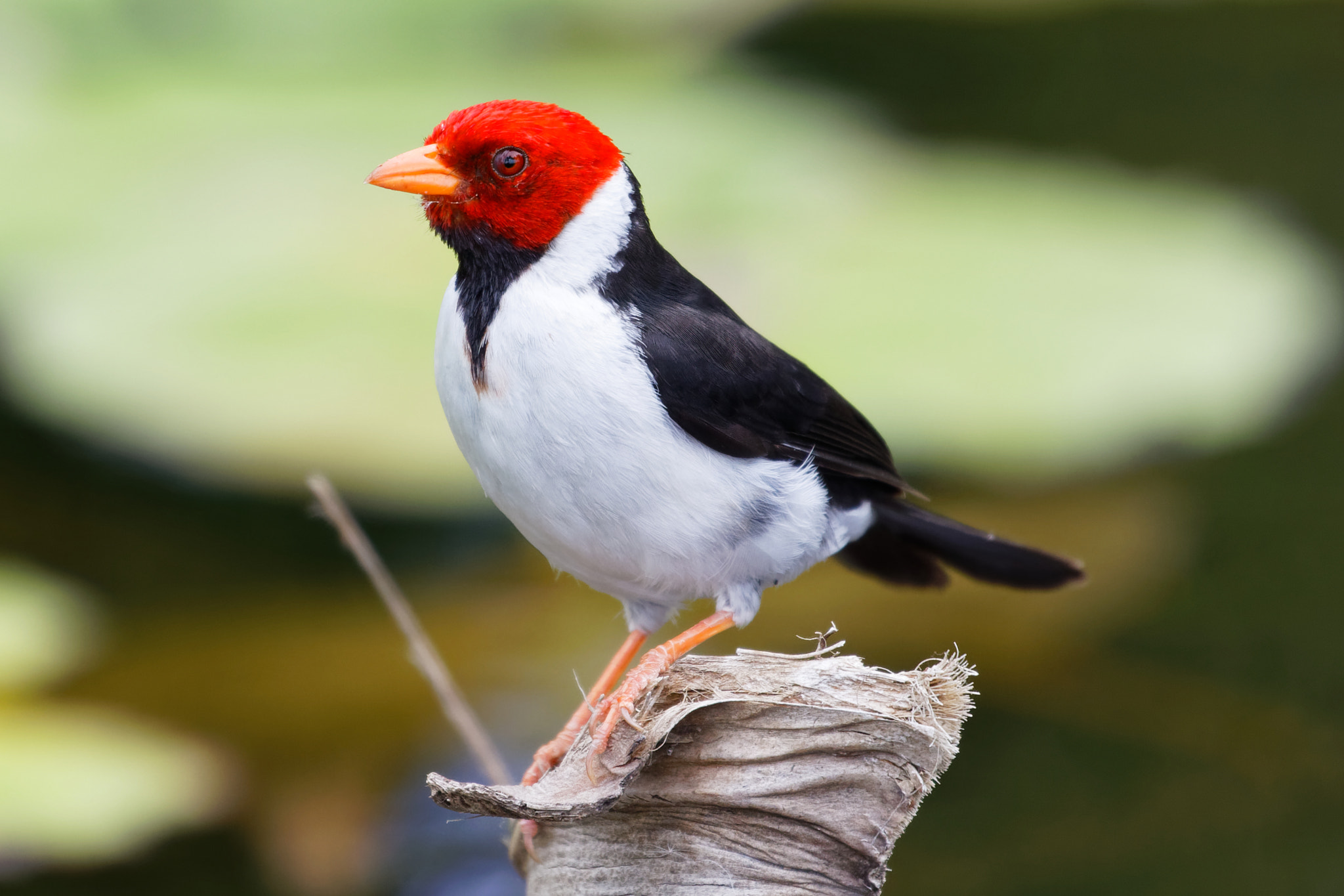 Canon EOS 5D Mark IV sample photo. Yellow-billed cardinal iv photography