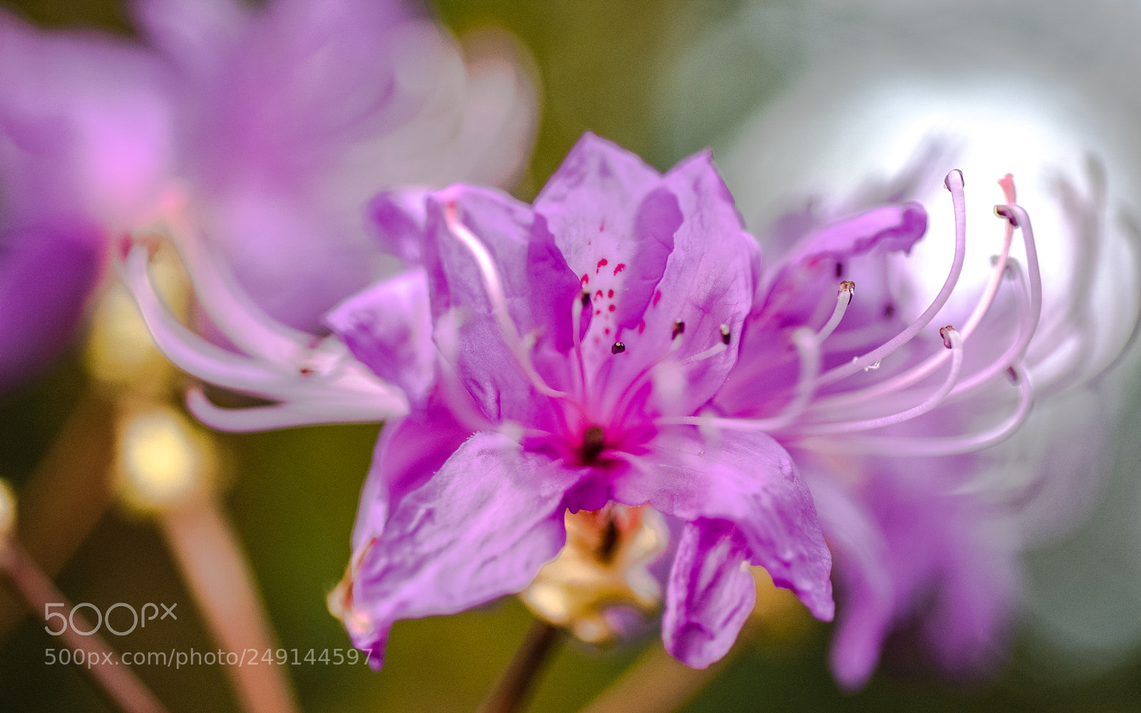 Nikon D810 sample photo. Spring blooms ephemeral photography
