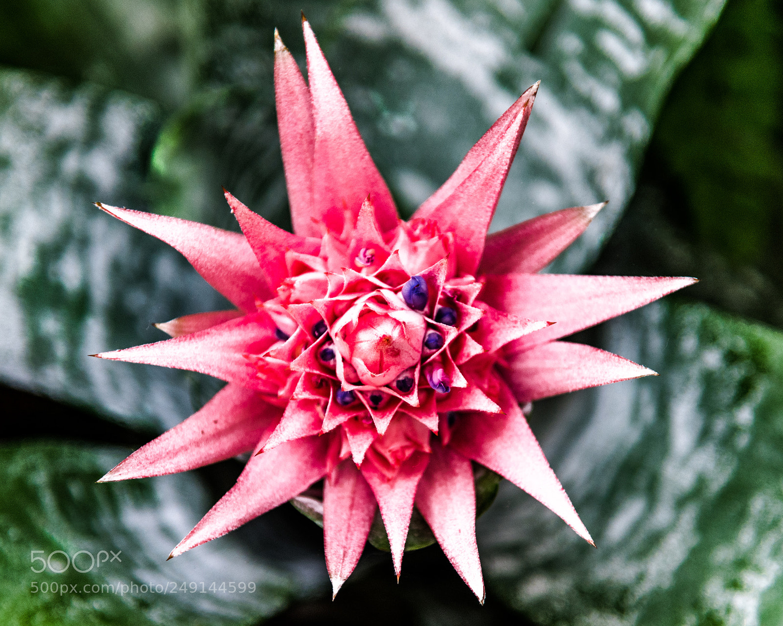 Nikon D810 sample photo. Specus something photography