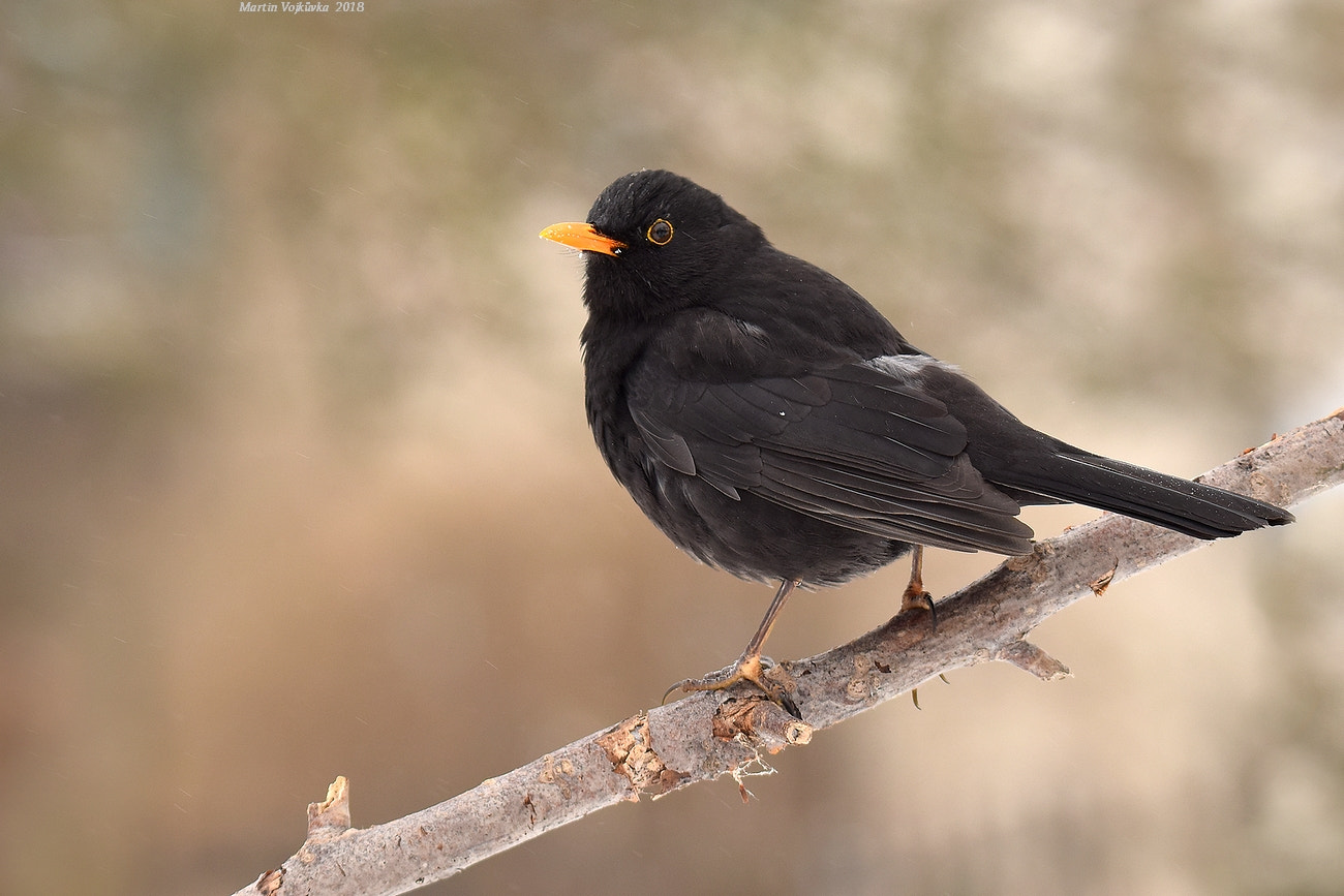 Nikon D5300 sample photo. Common blackbird photography