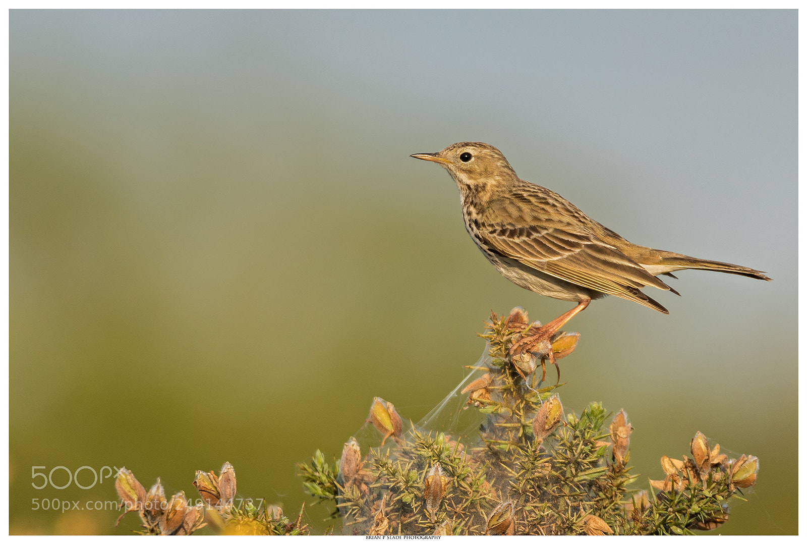 Canon EOS 5D Mark IV sample photo. Meadow pipit at greenham photography