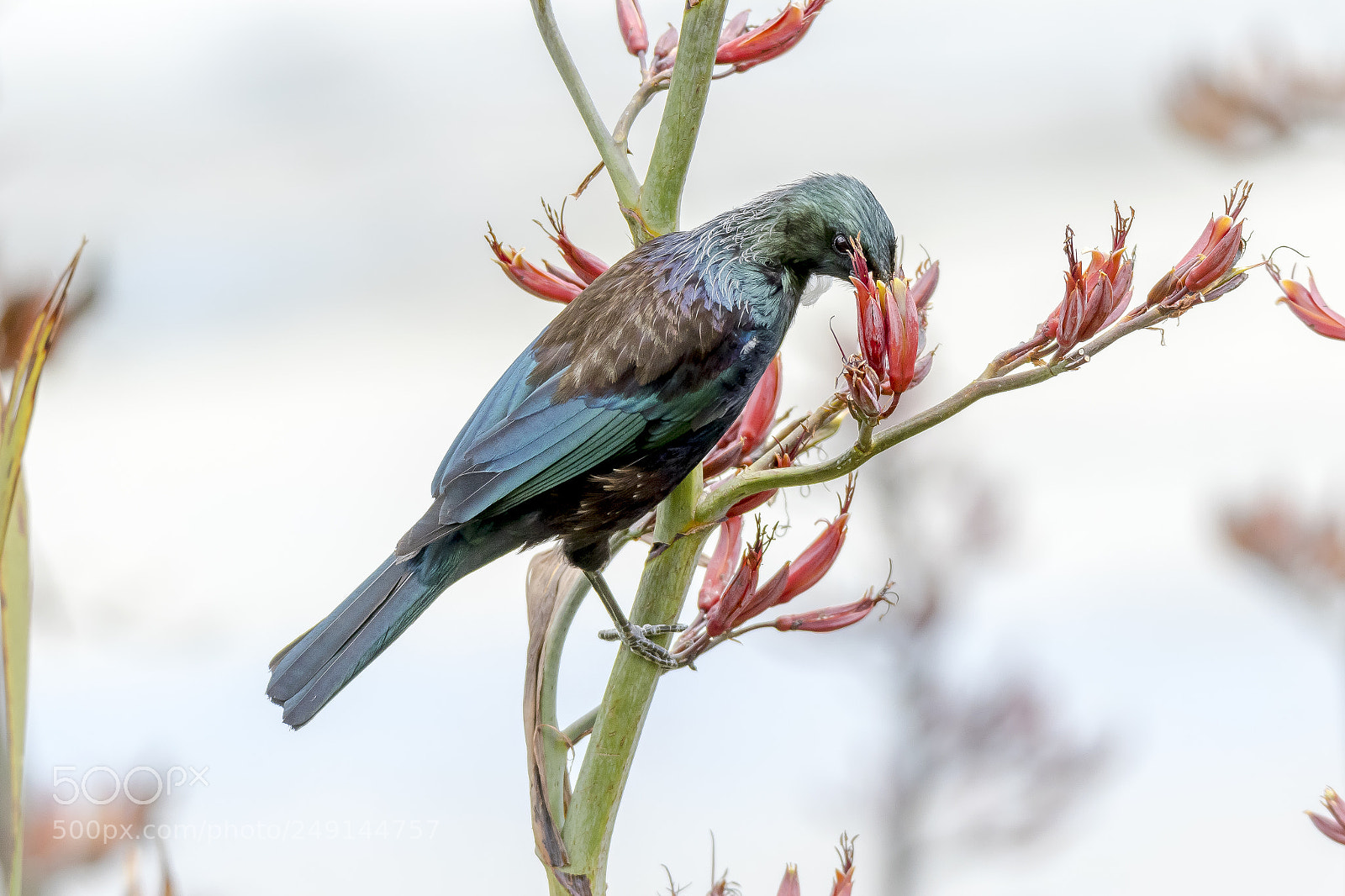 Canon EOS 7D Mark II sample photo. New zealand native tui photography