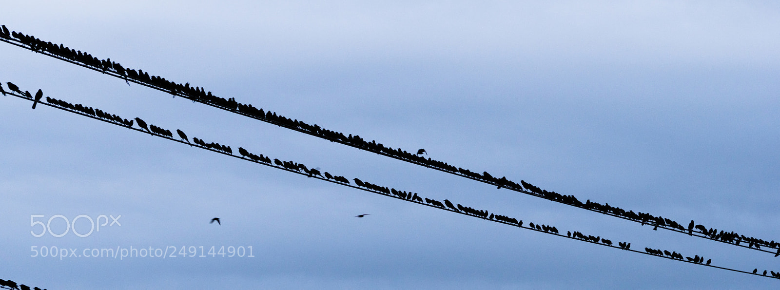 Sony a6300 sample photo. Large flock birds gather photography