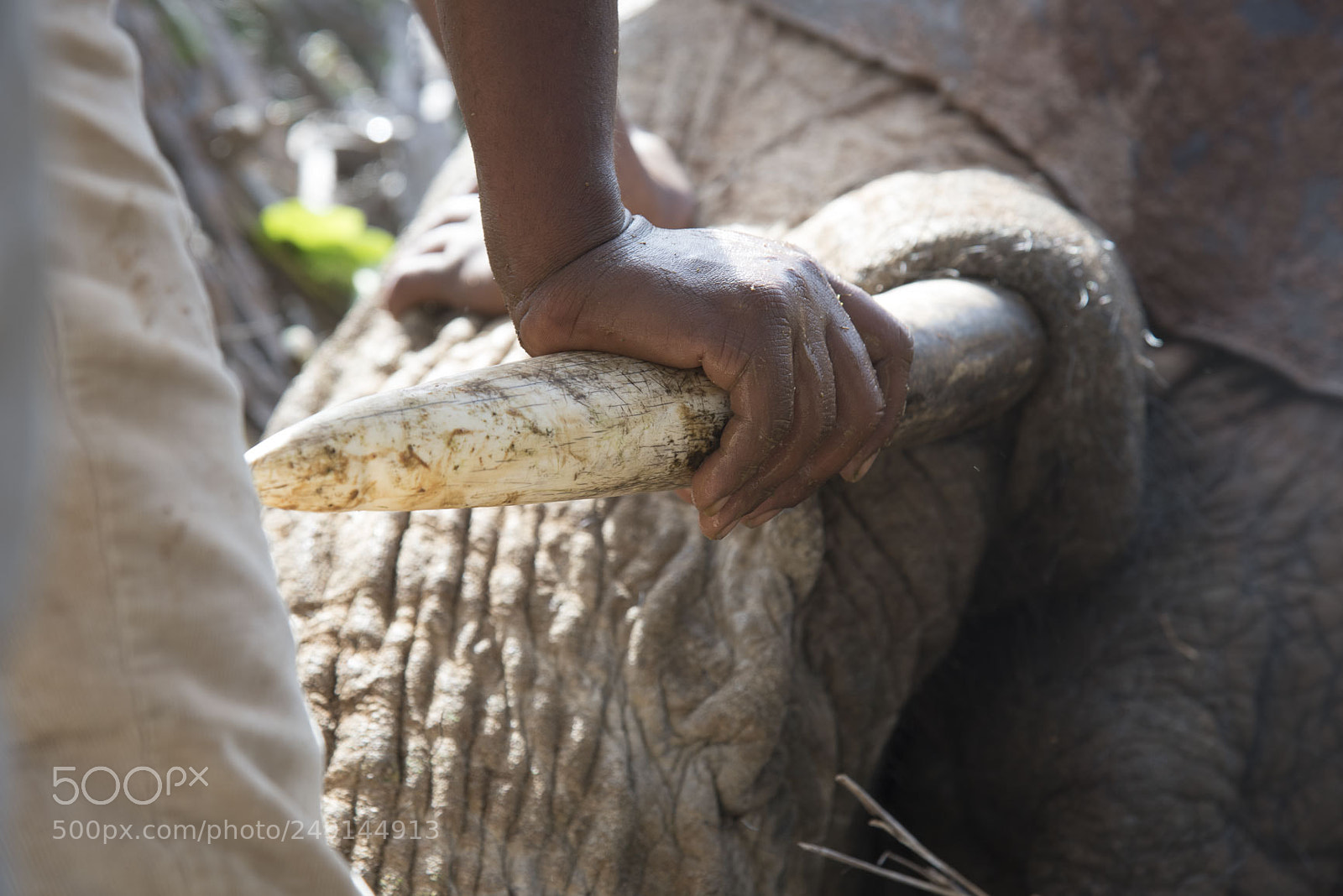 Nikon D750 sample photo. Conservation - elephant collaring photography