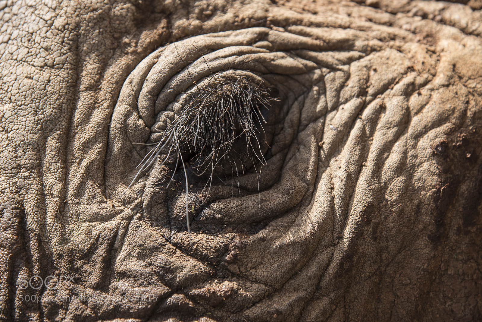Nikon D750 sample photo. Conservation - elephant collaring photography