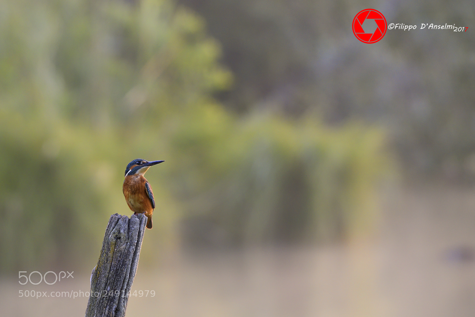 Nikon D610 sample photo. Martin.. photography