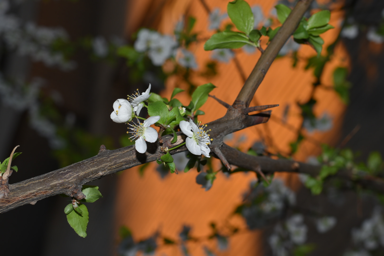 Nikon D5500 + Nikon AF-S Nikkor 50mm F1.8G sample photo