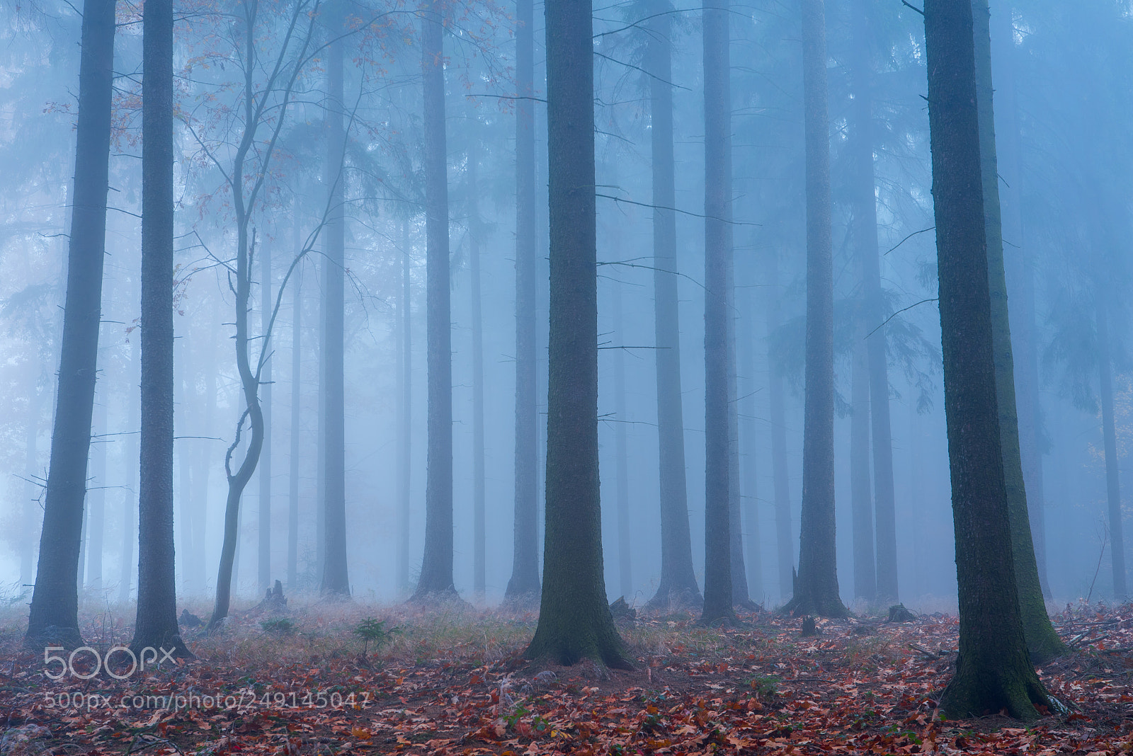 Nikon D750 sample photo. Blue foggy forest. photography