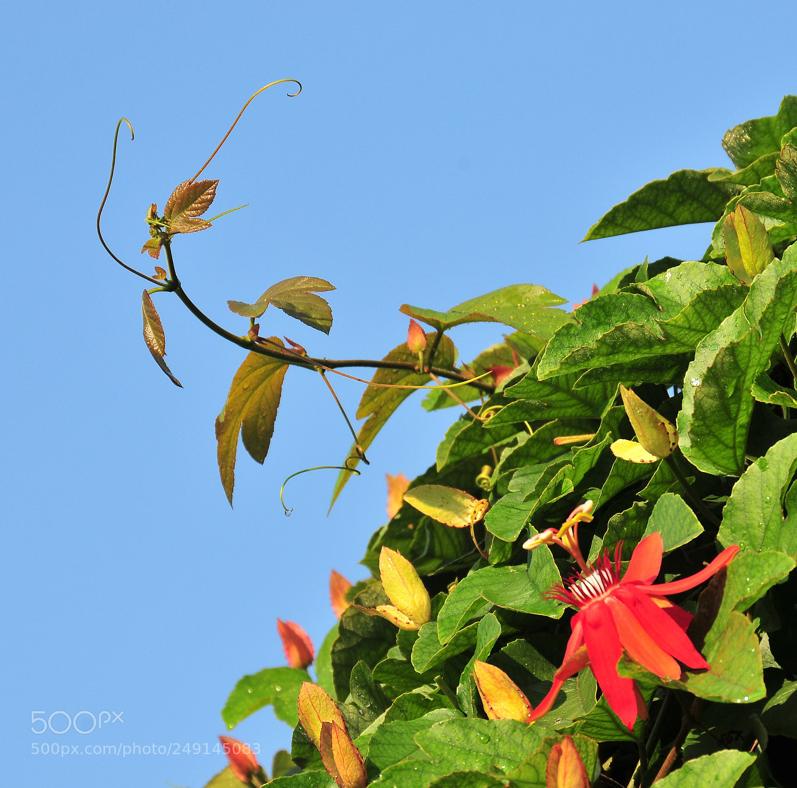 Nikon D300 sample photo. New plants photography