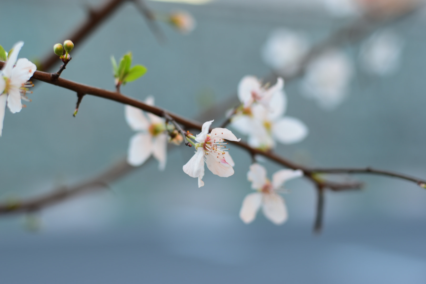 Nikon D5500 + Nikon AF-S Nikkor 50mm F1.8G sample photo